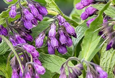 6 x Symphytum officinale - Smeerwortel, Dolle Hondsbeien | 9×9 cm pot