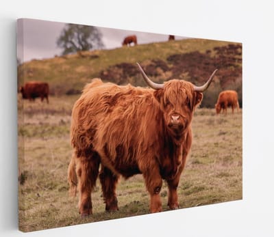 Saammp Canvas Schilderij - Schotse Hooglander Koe bij een meer - Dieren - Natuur - 60x40 - Foto op canvas - Wanddecoratie - muurdecoratie Woonkamer - Slaapkamer decoratie - Canvas Print