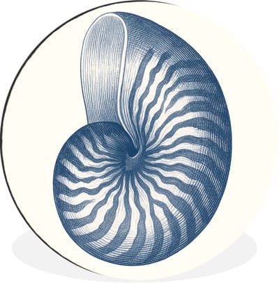 WallCircle - Wandcirkel - Muurcirkel - Blauw - Schelp - Spiraal - Aluminium - Dibond - 30x30 cm - Binnen en Buiten