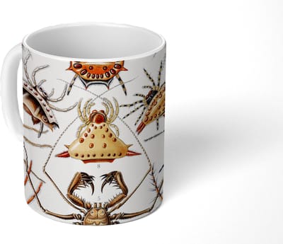 Mok - Koffiemok - Retro - Spin - Ernst Haeckel - Spinnen - Mokken - 350 ML - Beker - Koffiemokken - Theemok