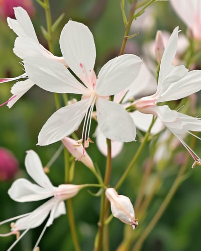 Prachtkaars Zaden Sparkle White Gaura Lindheimeri Meerjarig