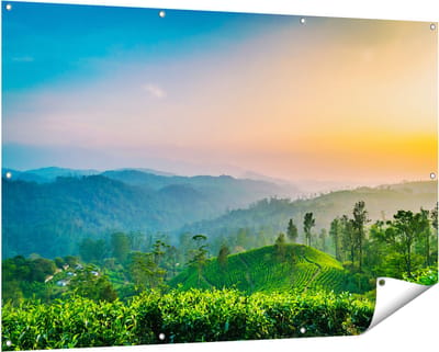 Gards Tuinposter Zonsondergang op een Thee Plantage - 150x100 cm - Tuindoek - Tuindecoratie - Wanddecoratie buiten - Tuinschilderij