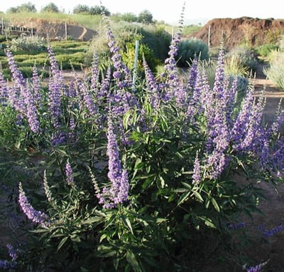 Vitex Agnus Castus - Vitex 30-40 cm in pot
