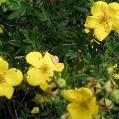 Potentilla Fruticosa 'Goldstar'- Ganzerik|Vijfvingerkruid 25-30 cm in pot