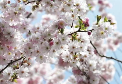 Komar Fotobehang Spring