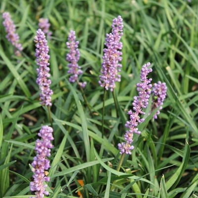 6x Leliegras - Liriope muscari ‘Ingwersen’ - Pot 9x9cm