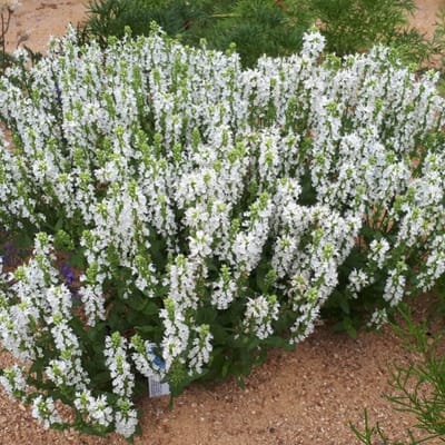 12 x Salvia nemorosa 'Sensation White' - Salie in 9x9 pot met hoogte 0-10 cm