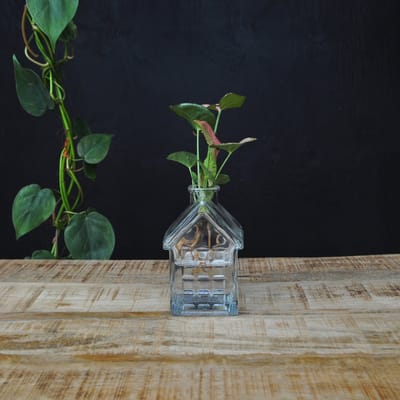 INTENZ® | OSLO | Glazen huisvaasje met syngonium Neon op water