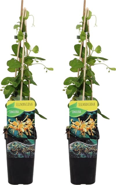 Bloomique - Set van 2 - Lonicera Tellmanniana - Kamperfoelie - Oranje - Klimplanten - Tuinplanten - Winterhard - Hoogte 50-70 cm - Pot 15 cm