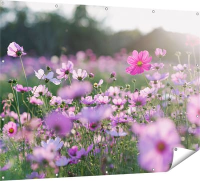 Gards Tuinposter Bloemenveld met Paarse Kosmos - 160x120 cm - Tuindoek - Tuindecoratie - Wanddecoratie buiten - Tuinschilderij