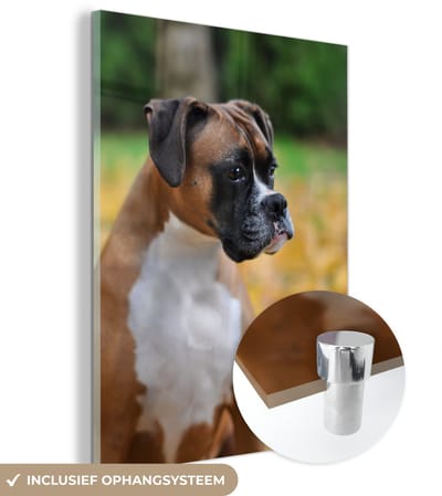 ® Glasschilderij 120x160 cm - Schilderij acrylglas - Boxer tussen de gele herfstbladeren - Foto op glas - Muurdecoratie woonkamer - Wanddecoratie slaapkamer - Schilderijen