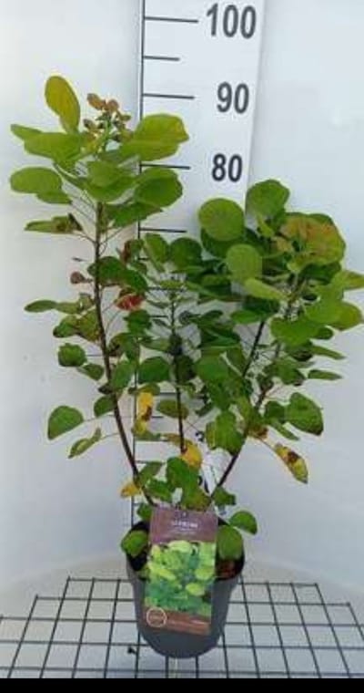 2 x Cotinus cogg. 'Golden Spirit'® ( 'ancot'®) - Pruikenboom 50- 60 cm in pot