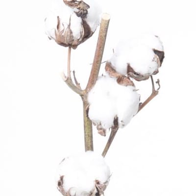 5x Gossypium wit 70cm