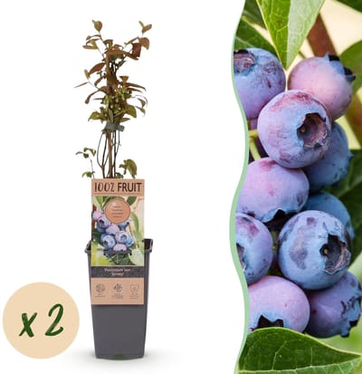 Green boutiQ - Fruitplant - Vaccinium corymbosum Jersey - Bosbes - Winterhard - Blauwe Bes - 2 Planten - Pot 15cm - Hoogte 50cm