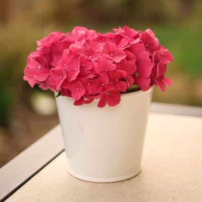 Hortensia (Hydrangea Macrophylla) - Alpenglühen - Vaste planten - Bijen-Vlinders - Snijbloemen - (Ook)-Voor in huis - Zomerbollen