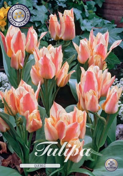 Quebec Greigii Tulpenbollen 10 stuks bolmaat 12+