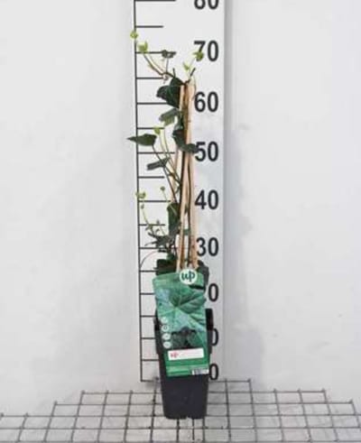 Hedera hibernica - Ierse Klimop , Atlantische Klimop,50-60 cm | pot