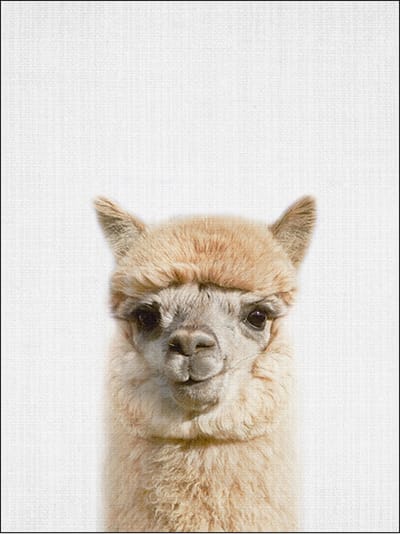 Ychee - Canvas Poster - Baby Kamer - Kinder Kamer - Slaap Kamer - Dieren - Decoratie - Art - Geen fotolijst/frame inbegrepen - 30x40cm - Alpaca