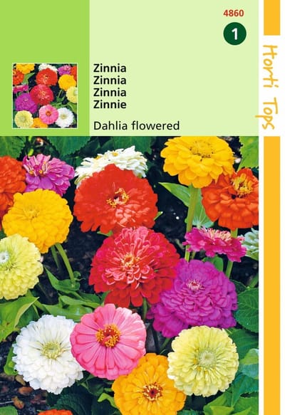 2 stuks HT Zinnia Dahliabloemig