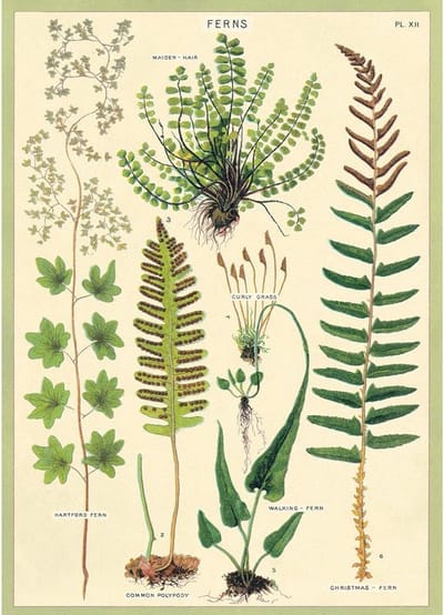 Poster Varens - Cavallini & Co - Ferns Schoolplaat