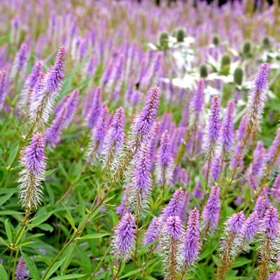 Veronicastrum virginicum 'Fascination' - Virginische ereprijs - Wortelgoed - 5 stuks