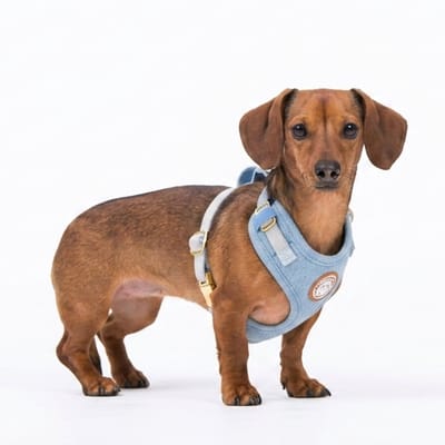 Hondentuigje - Hondenharnas - Y Tuig Hond - Blauw - Denim - Maat L - Grote hond - The Dog Farm