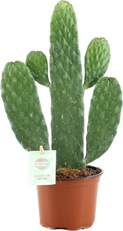Plantenboetiek.nl | Opuntia Rubescens Consolea - Ø12cm - 25-35cm hoog - Kamerplant - Groenblijvend - Cactus & Vetplanten