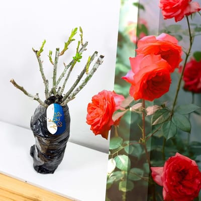Struikroos Rode Freudentanz - Winterharde Roos - Tuin Borders - Vurig Rode Bloemen - 35-45 cm Hoog - Rood
