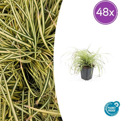 Tuinplantenshop.com | Carex oshim. 'Evergold' | 48 stuks - Ø9cm - 10-25cm hoog - Tuinplant