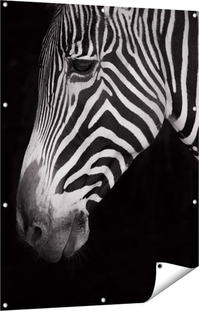 Gards Tuinposter Zebra Kop vanaf de Zijkant - Zwart Wit - 90x120 cm - Tuindoek - Tuindecoratie - Wanddecoratie buiten - Tuinschilderij