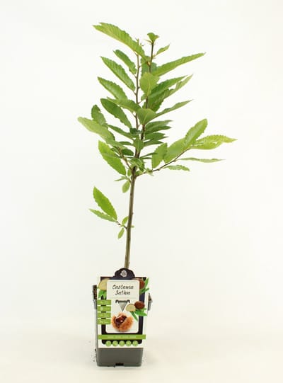 Tamme Kastanje - Castanea Sativa - hoogte 80 - 90 cm