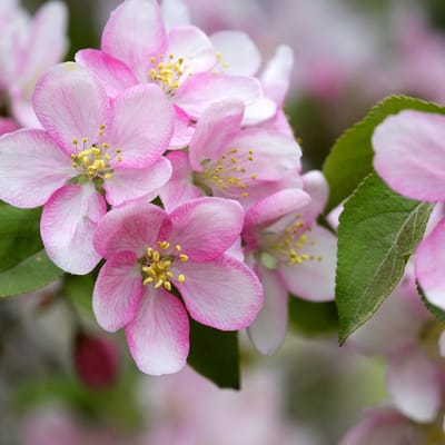 Paper + Design Lunch servetten - Apple Blossoms - 20 servetten Appel Bloesem - Tafeldecoratie