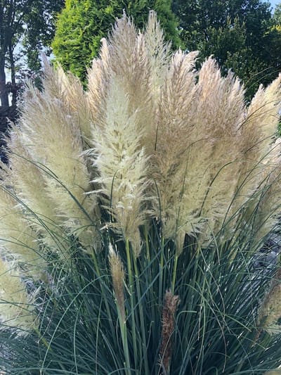 6 x Cortaderia selloana 'Pumila' - Pampasgras - P9 Pot (9 x 9cm) - Dima Vaste Planten