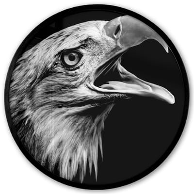 Poster in lijst Rond - Fotolijst 40x40 cm - Posters - Adelaar - Portret - Roofvogels - Zwart - Wit - Vogel - Ronde posterlijst zwart - Decoratie - Wanddecoratie woonkamer - Muurdecoratie slaapkamer