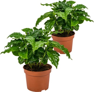 Bloomique - Set van 2 - Coffea Arabica - Koffieplant - Kamerplanten - Luchtzuiverend - Hoogte 20-30 cm - Pot 12 cm