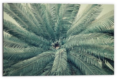 Dibond - Groene Varens - 60x40cm Foto op Aluminium (Wanddecoratie van metaal)