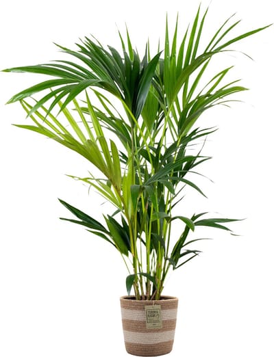 Bloomique - Howea Forsteriana - Kentia Palm - Kamerplanten - Luchtzuiverend - Diervriendelijk - Hoogte 80-100 cm - Jute Mand 19 cm