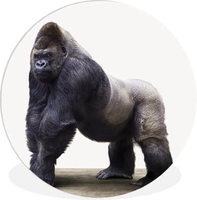 Wanddecoratie kinderkamers - Slaapkamer decoratie - Gorilla - Aap - Dieren - Kind - Wandcirkel kids - 60x60 cm - Wandcirkel jongens - Kunststof