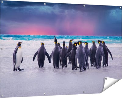 Gards Tuinposter Groep Pingu�ns bij het Water - Kudde - 150x100 cm - Tuindoek - Tuindecoratie - Wanddecoratie buiten - Tuinschilderij