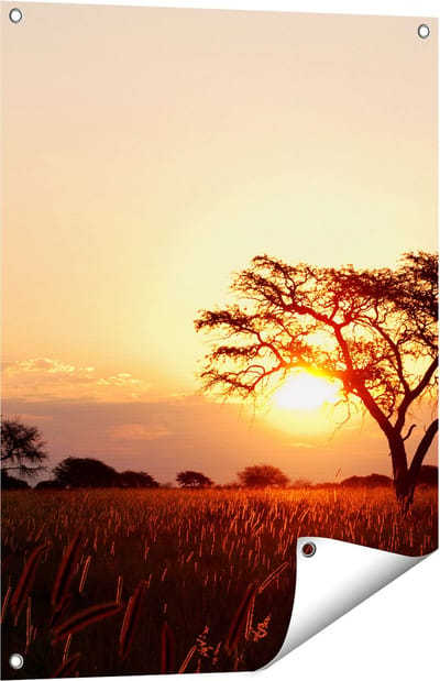 Gards Tuinposter Zonsondergang Achter een Acacia Boom - 60x80 cm - Tuindoek - Tuindecoratie - Wanddecoratie buiten - Tuinschilderij