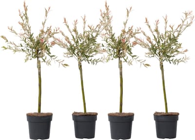 Plant in a Box - Salix integra Flamingo - Set van 4 - Tuinplant - Bonte wilg - Winterhard - Pot 17cm - Hoogte 60-80cm