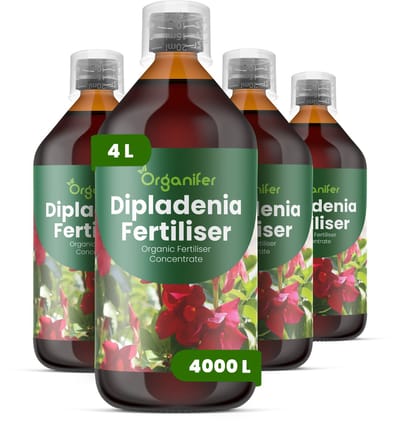 Vloeibare Meststof Voor Dipladenia 4X1 L Voor 4000 L - Npk 2-1-8 - Krachtige Groei - Trompetvormige Bloemen - Sterke Wortels - Hittebestendig - Stressbestendig - Compacte Groei - Bloemkleurintensiteit - Doorlopende Bloei - Organifer