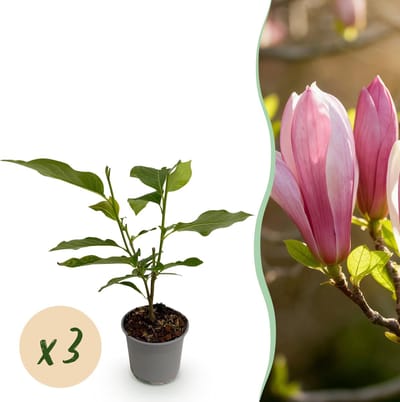 Plantenboetiek.nl | Magnolia Ricki - Bloem Rood - 3 Planten - Bladverliezend - Weinig Onderhoud - Ø12cm - 30cm hoog - Tuinplant