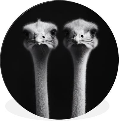 WallCircle - Wandcirkel - Muurcirkel - Struisvogels - Halzen - Zwart - Minimalistisch - Aluminium - Dibond - 30x30 cm - Binnen en Buiten