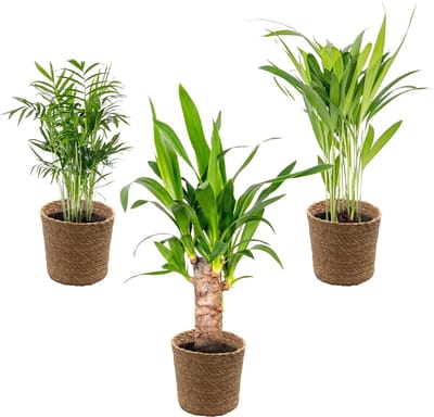 Bloomique - Set van 3 - Tropische Palmen Mix Incl. Zeegras Mand – Onderhoudsvriendelijk - 20-45 cm - Pot 12 cm - Hoogte 35-45 cm