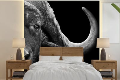 Behang - Fotobehang Buffalo - Dieren - Zwart - Wit - Breedte 240 cm x hoogte 240 cm