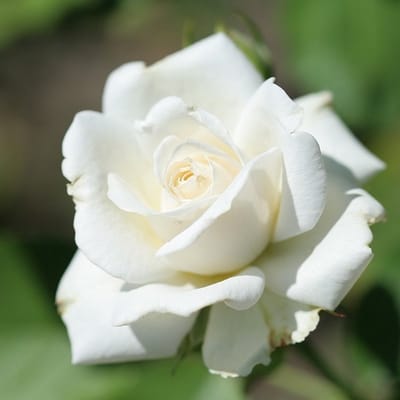 Rosa 'Pascali'® - Witte Rozen voor in de Tuin