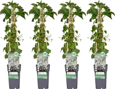 4x - Klim Hortensia, kleur wit, Hydrangea petiolaris - ↨65cm - Ø15