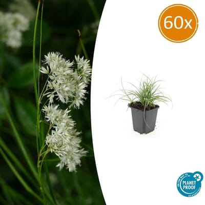 Tuinplantenshop.com | Luzula nivea | 60 stuks - Ø9cm - 10-25cm hoog - Tuinplant