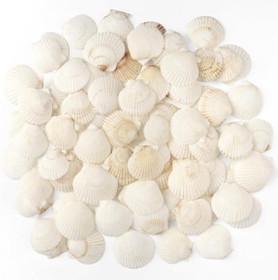 Zandbak Schelp - Natuurlijke Schelpen - Wit - 48 Stuks - Handgemaakt - Voor Creatieve Decoratie